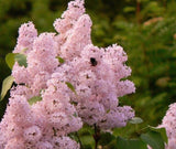 20 SEEDS for LIGHT BABY PINK LILAC rare flowering exotic plant bush USA Seller Flowering Plants