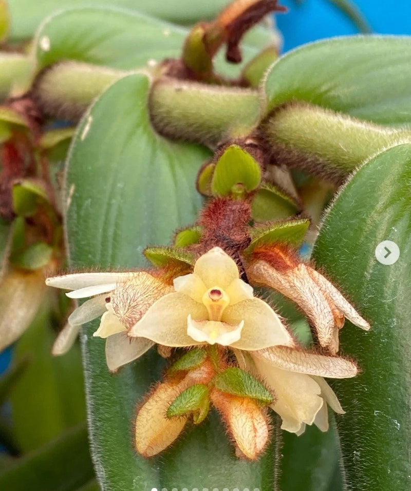 Trichotosia velutina Fuzzy Stems Ivory Flowers New Growths Orchid Species 7Ó Pot Orchids