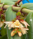 Trichotosia velutina Fuzzy Stems Ivory Flowers New Growths Orchid Species 7Ó Pot Orchids