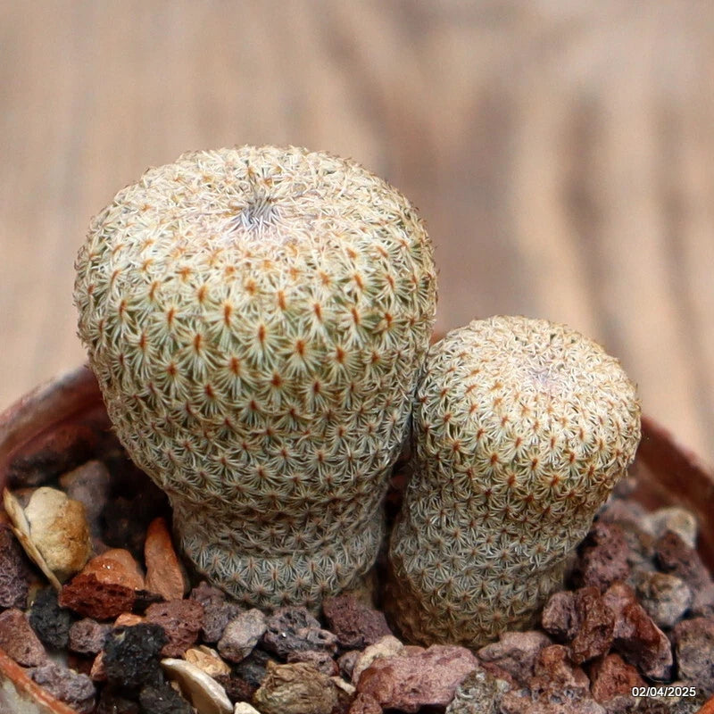 D2477 EPITHELANTHA MICROMERIS pot5,5-H3-W3,5 cm MaMa Cactus Green Plant