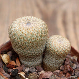 D2477 EPITHELANTHA MICROMERIS pot5,5-H3-W3,5 cm MaMa Cactus Green Plant