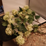 Seven Mini White Hydrangea Stems Hydrangea