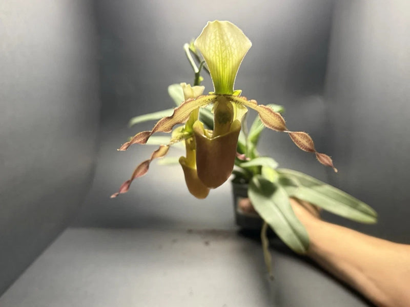 Blooming yellow Paphiopedilum orchid with brown sepals and green leaves