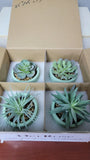 Succulents Fake Artificial Plants ~ 4 Pack Cute Green Vase ~ Der Rose Decoration Green Plant