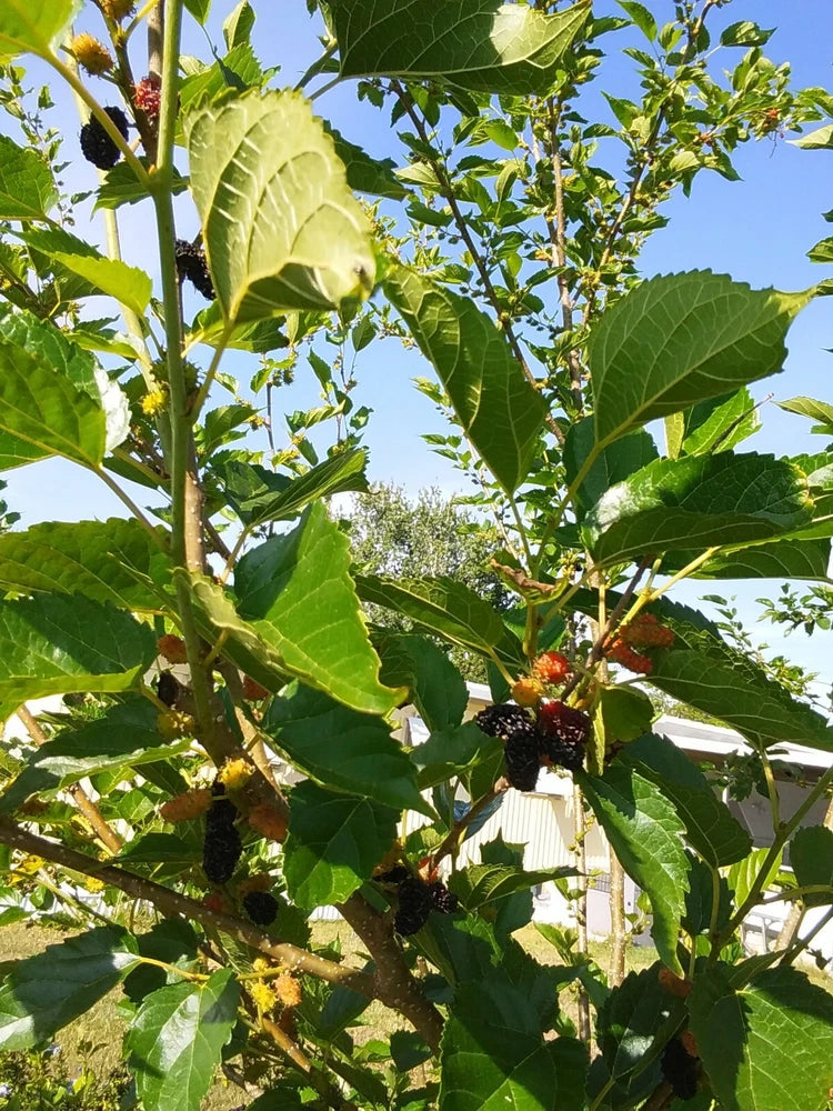 Mulberry tree cutting with large green leaves and small dark red fruit