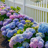 50Pcs Mixed Hydrangea Flower Seeds Ð Colorful Hortensia Garden Seeds for Plantin Hydrangea