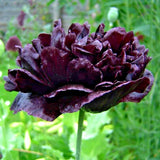 5 BLACK TREE PEONY SEEDS - (Paeonia suffruticosa) Flowering Plants