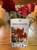 Large Flowering Amaryllis Bulb In Pot Flowering Plants