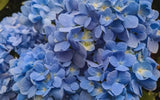 Nikko Blue Hydrangea - Shipped in 2.5" Pot - Well Rooted Hydrangea