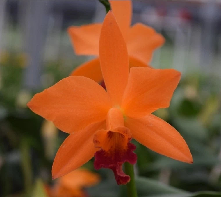 Orange cattleya orchid flower with red-purple center