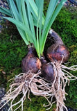 3 Lycoris Squamigera Bulbs (Surprise Lily / Naked Lady) FREE SHIPPING Lily