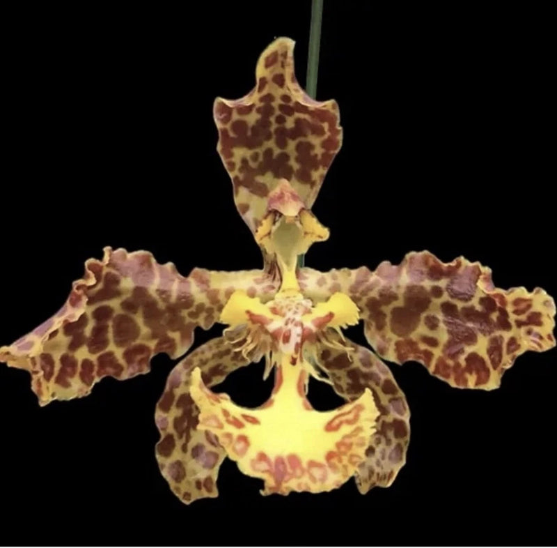 Orchid flower with yellow petals and dark brown spots, layered blooms and red center
