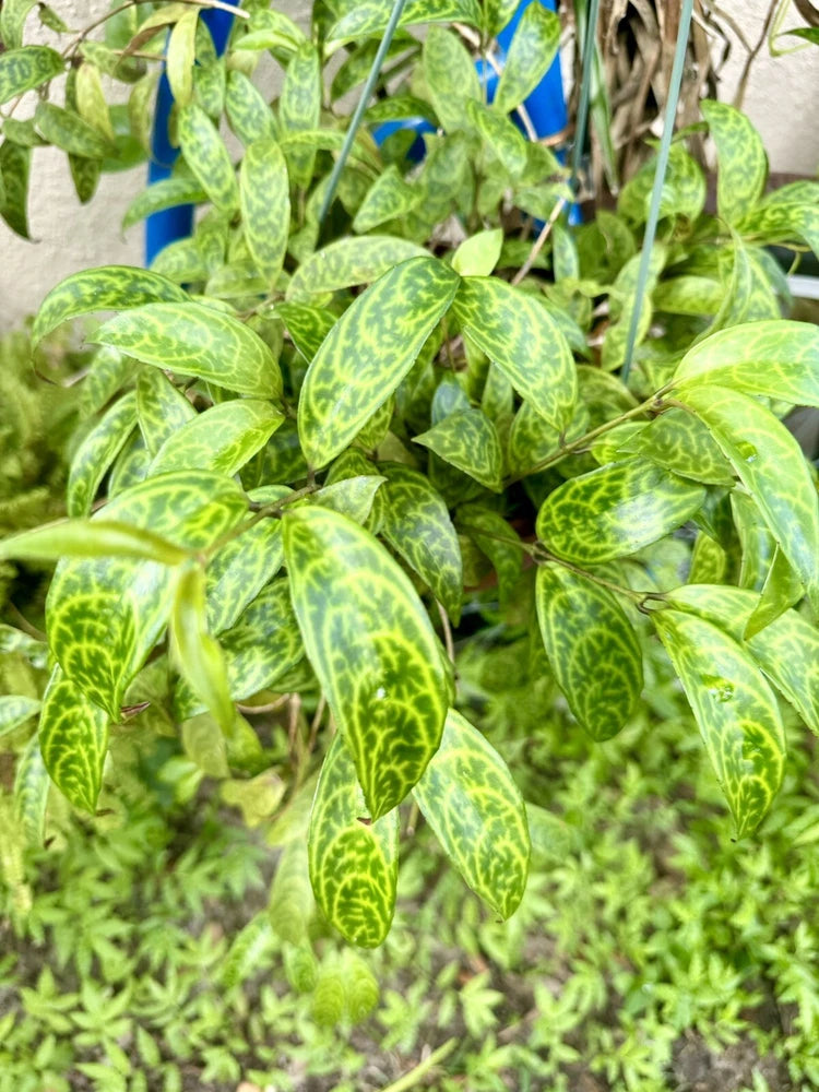 Green orchid plant with variegated lance-shaped leaves in a pot
