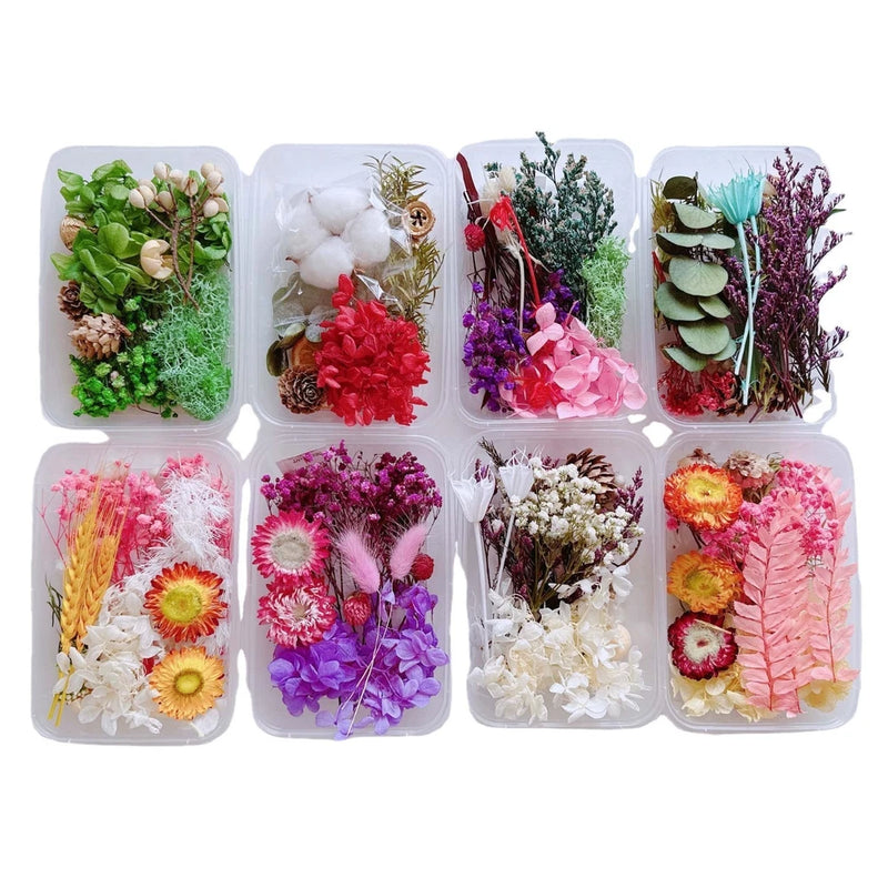 DIY dried flower craft assortment in small clear trays, mixed colors and leaf pieces