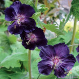 25+ Raven Geranium Seeds for Garden Planting - USA - FREE SHIPPING! Garden Plants