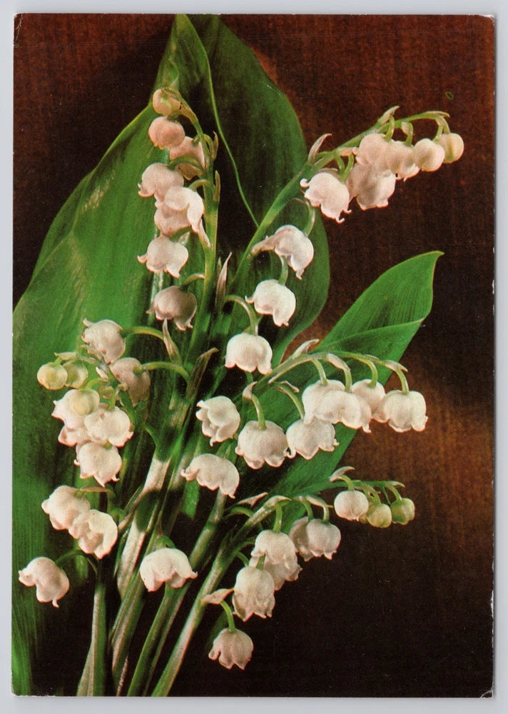 Lily of the Valley Flower Postcard Budapest Stamps on Back Lily