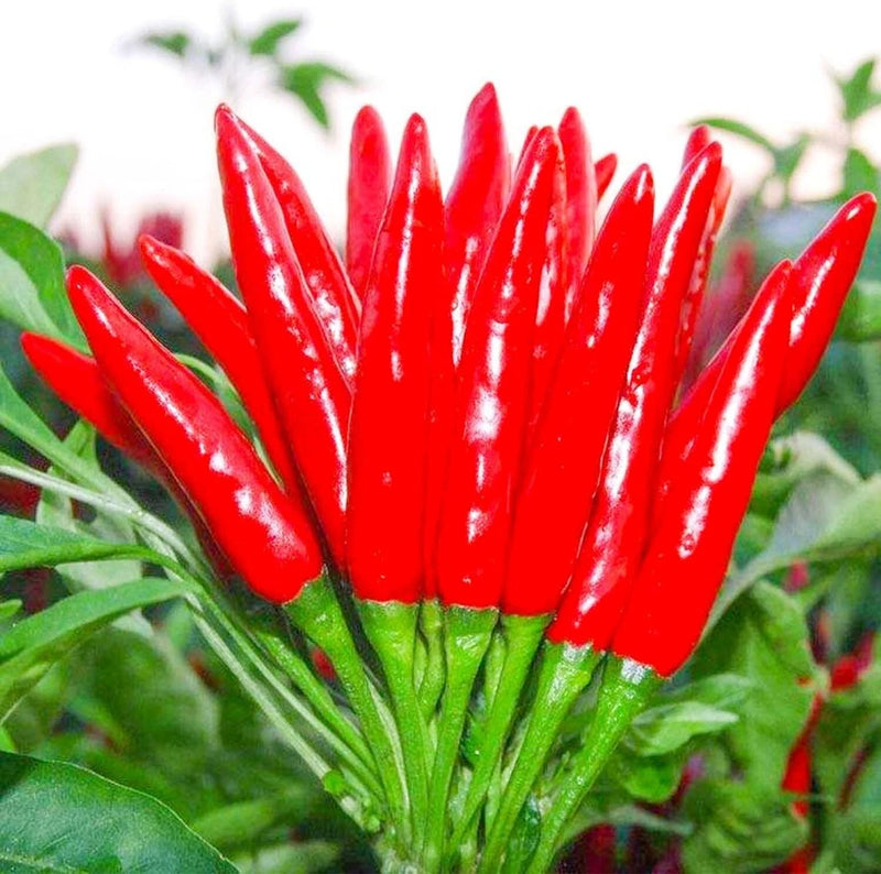 THAI HOT PEPPER Bird CHILI SEEDS 50+ VERY FRESH Non-GMO Capsicum frutescens FAST Flowering Plants
