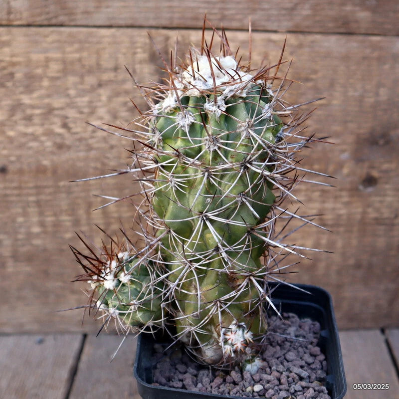 D1155 COPIAPOA PENDULINA KK 1391 pot9-H16-W10 cm MaMa Cactus Green Plant