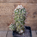 D1155 COPIAPOA PENDULINA KK 1391 pot9-H16-W10 cm MaMa Cactus Green Plant
