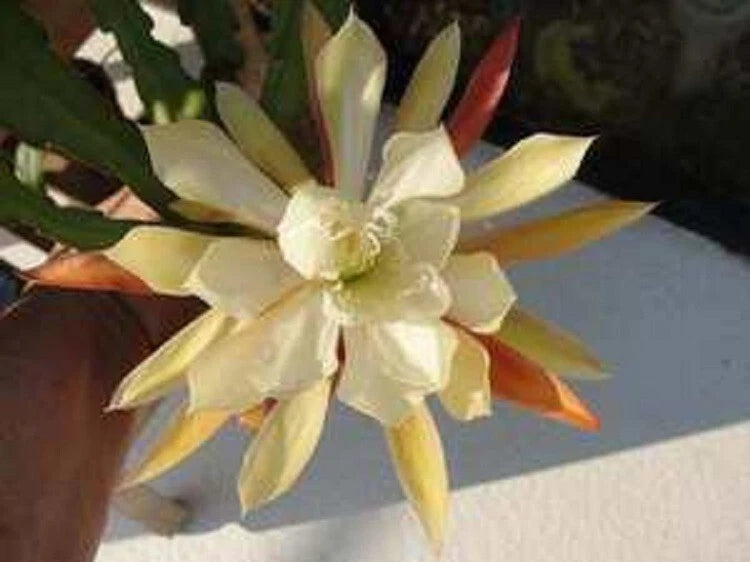 Orchid cactus flower with pale cream petals and yellow centers, on green leaves