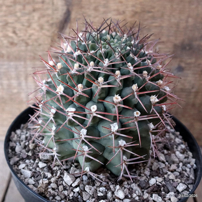D7845 GYMNOCALYCIUM SCHICKENDANTZII PATQUIA pot18-H13-W11,5 cm MaMa Cactus Green Plant