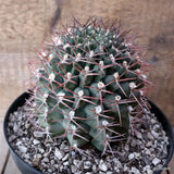 D7845 GYMNOCALYCIUM SCHICKENDANTZII PATQUIA pot18-H13-W11,5 cm MaMa Cactus Green Plant
