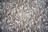 PRARIE IN BROWN AND WHITE-WINDSOR FRO HOFFMAN - 100% COTTON FABRIC Flowering Plants