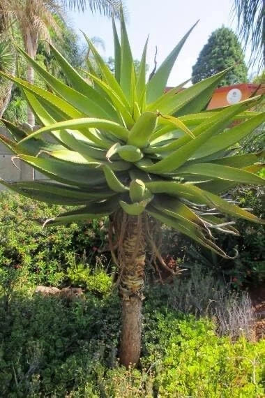 30 Aloe Spectablilis Seeds for Planting Garden Plants