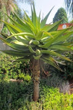 30 Aloe Spectablilis Seeds for Planting Garden Plants