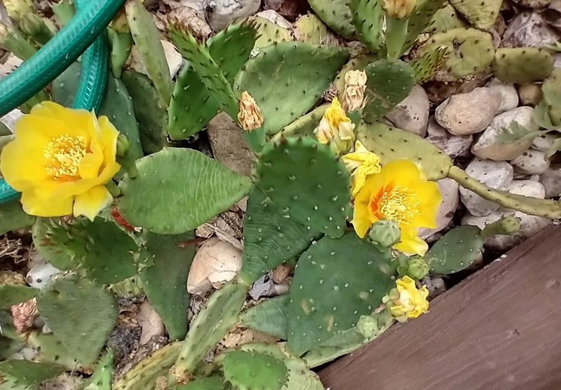Winter hardy Prickly Prickley Pear Cactus 9 pads yellow flower cacti Green Plant