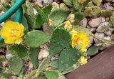 Winter hardy Prickly Prickley Pear Cactus 9 pads yellow flower cacti Green Plant