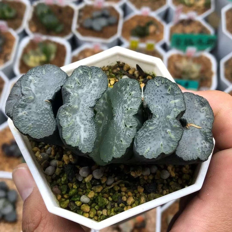 Potted Haworthia truncata succulent with dark speckled rosette in white gravel pot