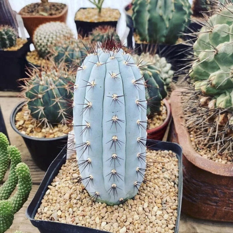 Potted succulent cactus with blue-green column and fine spines, set in gravel