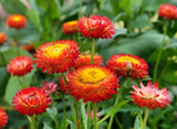 Copper Red Strawflower - Pack 100 Seeds - Annual Plant for Home Garden/Container Garden Plants