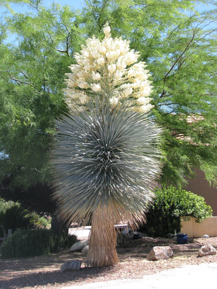YUCCA RIGIDA, BLUE YUCA exotic rare agave garden desert tree like seed 15 SEEDS Garden Plants