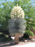 YUCCA RIGIDA, BLUE YUCA exotic rare agave garden desert tree like seed 15 SEEDS Garden Plants