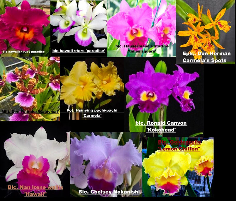 5+ ORCHID PLANTS Plug Bundle seedlings no pot Orchids