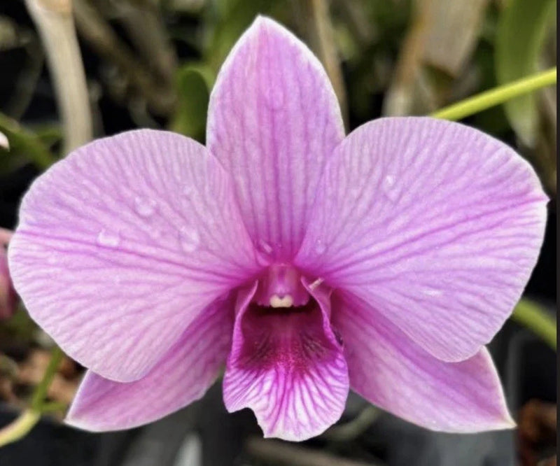 Purple orchid bloom with deep magenta center and light striped petals.