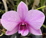 Purple orchid bloom with deep magenta center and light striped petals.