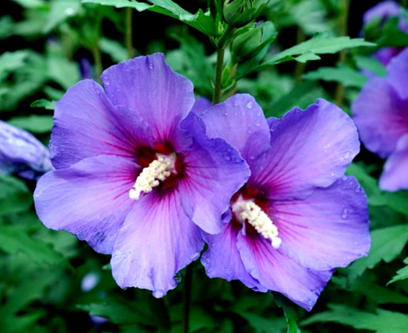____ MADAGASCAR HIBISCUS MOSCHEUTOS Hibiscus Starter Seeds Rose Of Sharon HS6814 Orchids