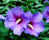 ____ MADAGASCAR HIBISCUS MOSCHEUTOS Hibiscus Starter Seeds Rose Of Sharon HS6814 Orchids