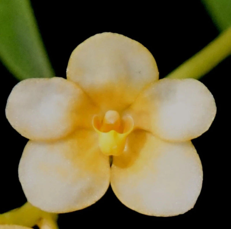 Mature orchid flower with pale cream petals and yellow-orange center, close-up