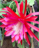 25+ SEEDS Epiphyllum Orchid Cactus MASADA x TIJUANA BRASS free shipping Orchids