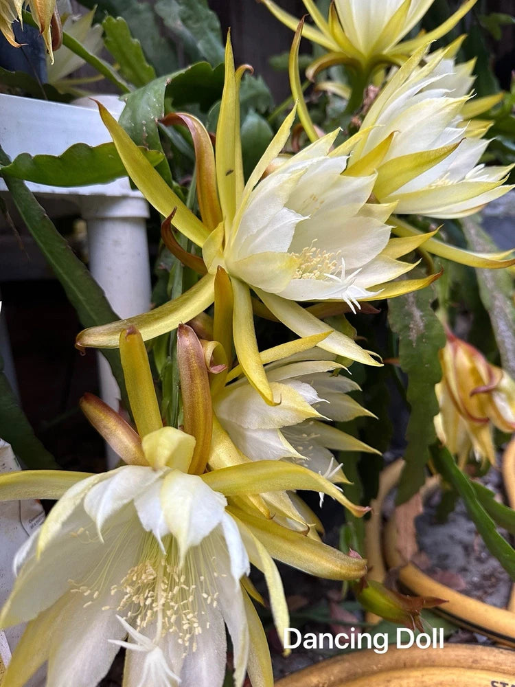 White epiphyllum orchid cutting with open white blooms, pale yellow buds, and green stems