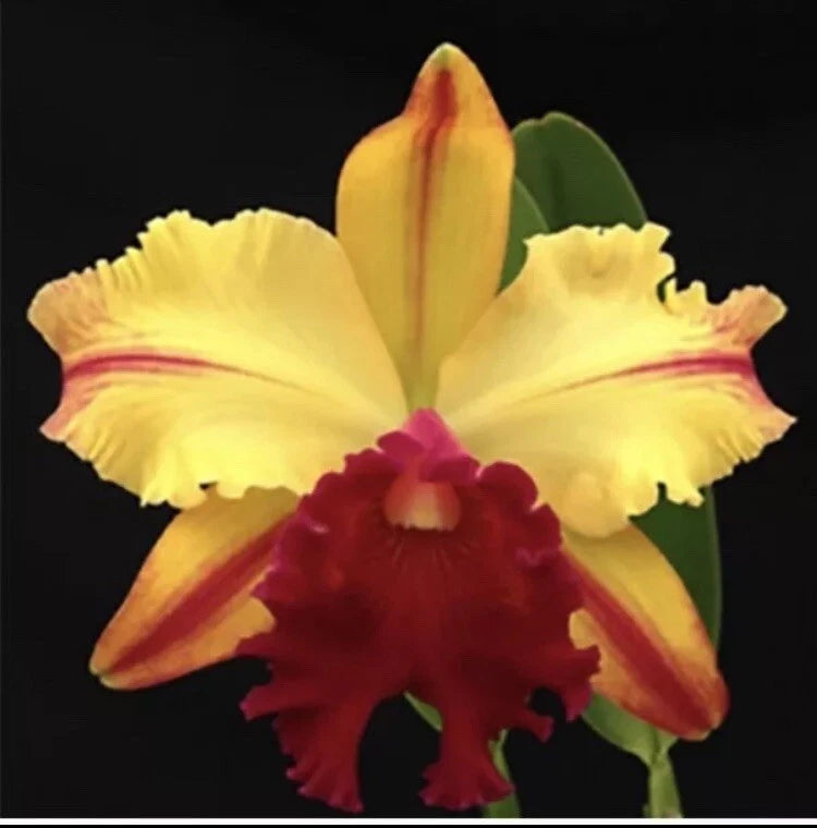 Yellow orchid flower with red center and red accents, green leaves