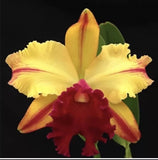 Potinara Toshie Aoki ÔPizzazÕ Red Yellow Mericlone Orchid Hybrid 4Ó Fresh RePot Orchids