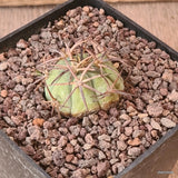 D5541 ECHINOCACTUS HORIZONTHALONIUS SABANA GRANDE pot10-H3-W4 cm MaMa Cactus Green Plant