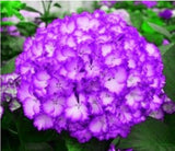 20 SEEDS for Violet Purple HYDRANGEA RARE flower exotic bush plant USA Seller 7B Hydrangea
