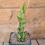 D5581 CRASSULA BUDDHA'S TEMPLE pot10-H19-W8 cm MaMa Cactus Green Plant