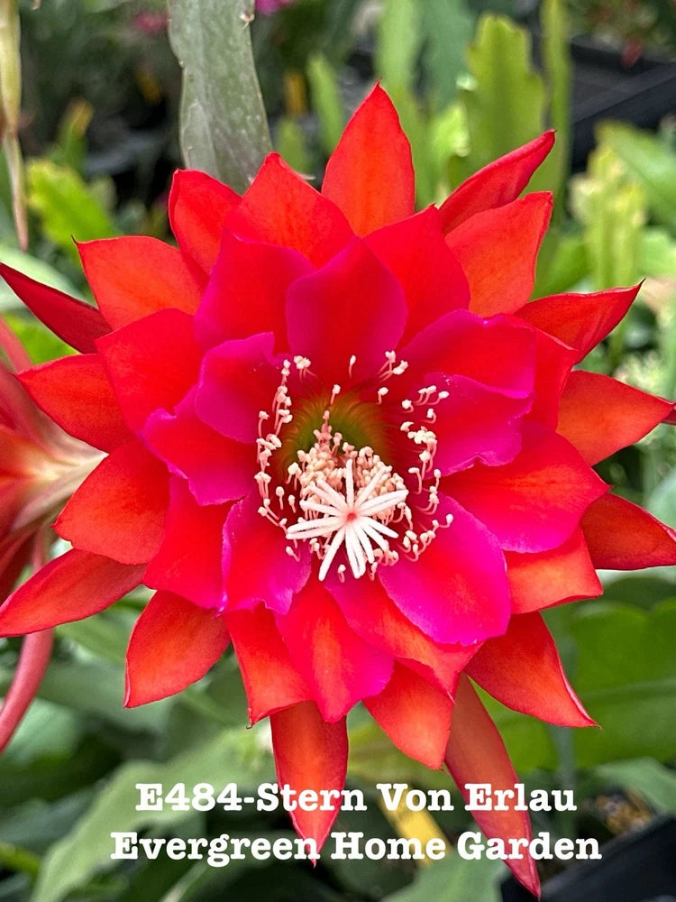 Orchid cactus flower with red and pink layered petals and white stamens